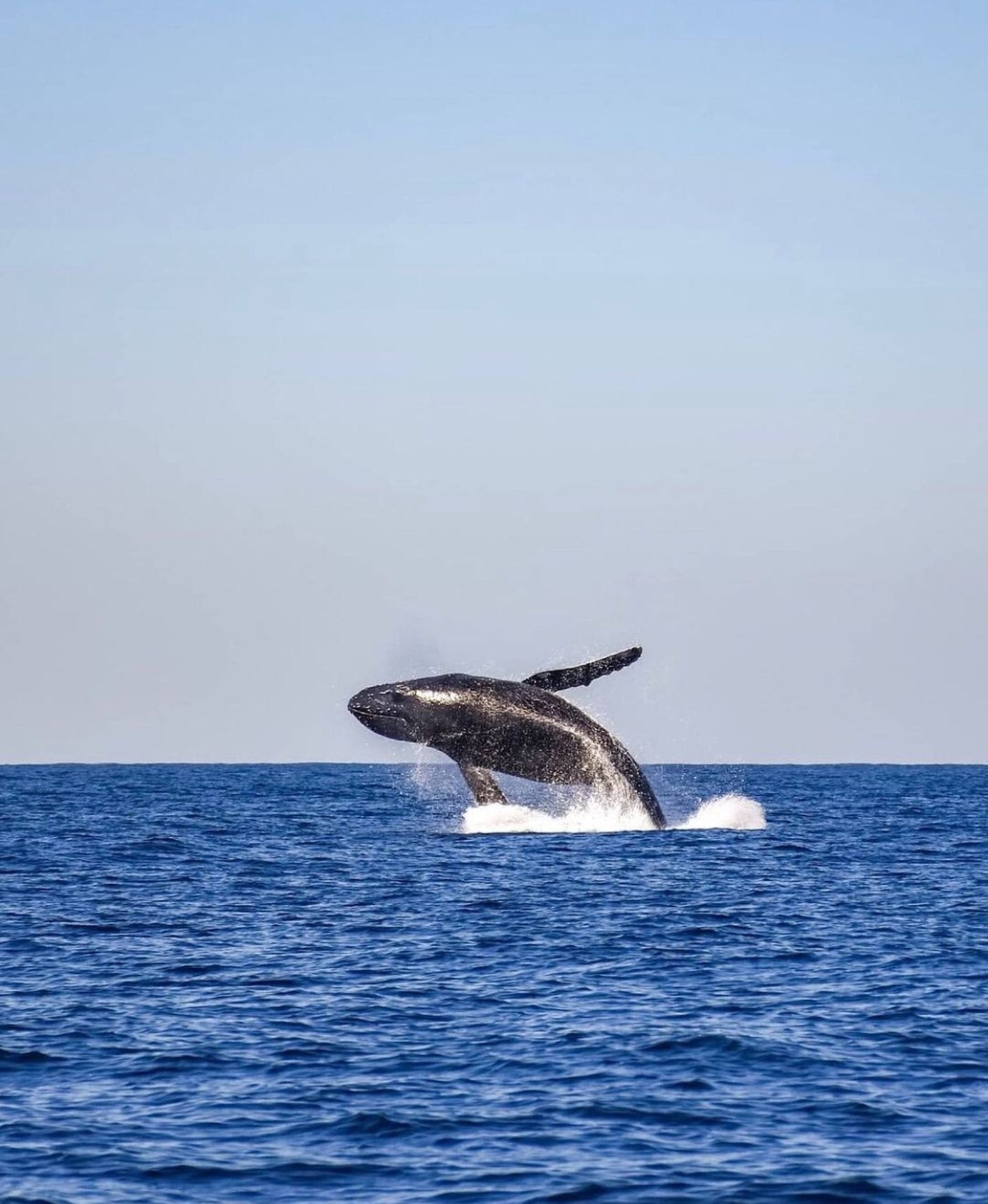 Whale Watching in Iceland: Best Spots, Tips, and Everything You Need to Know
