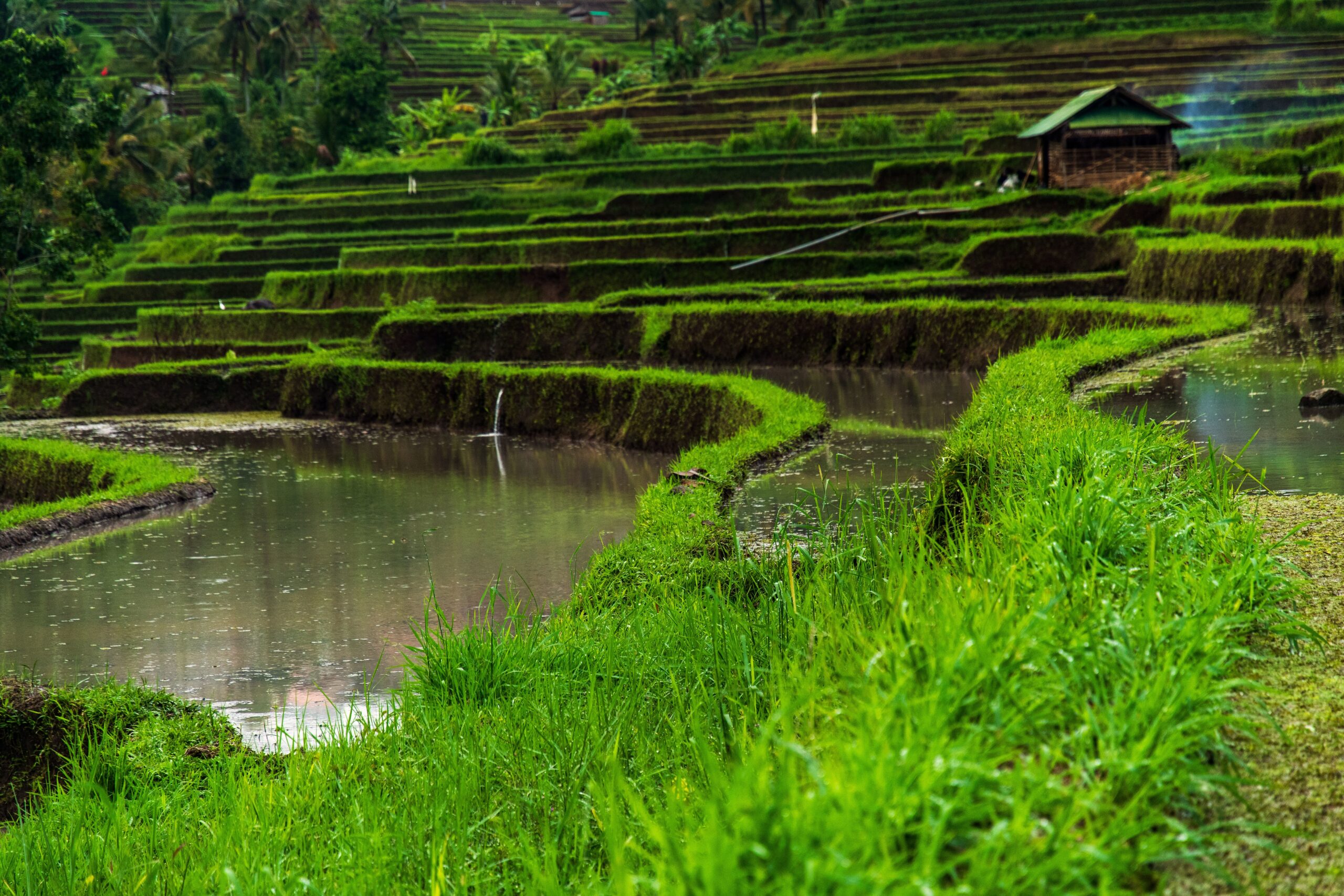 No.1 Ultimate Guide to Ceking Rice Terrace: Bali’s Spectacular Green Wonderland
